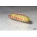 Geranium Bronze Butterfly Cacyreus marshalli 5 pupae